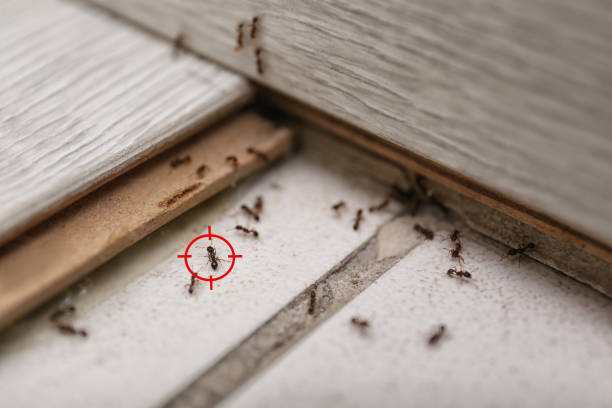 Best Pest Control for Homes  in Barstow, CA