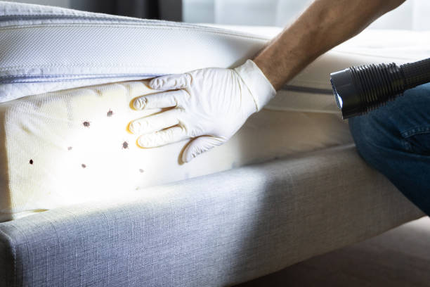 Reliable Barstow, CA Pest Control Solutions