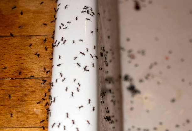 Best Mosquito Control Services  in Barstow, CA